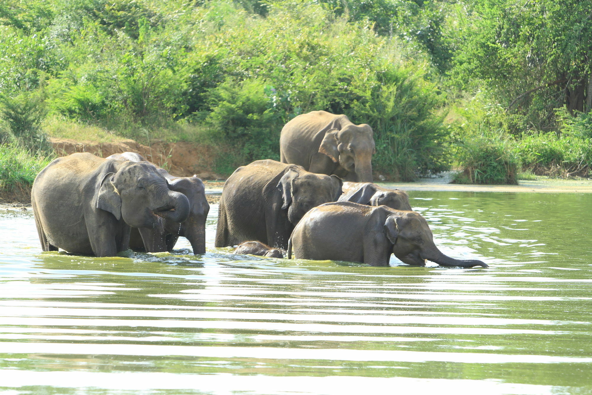 Mahoora Tented Safari Camp Udawalawe Esterno foto