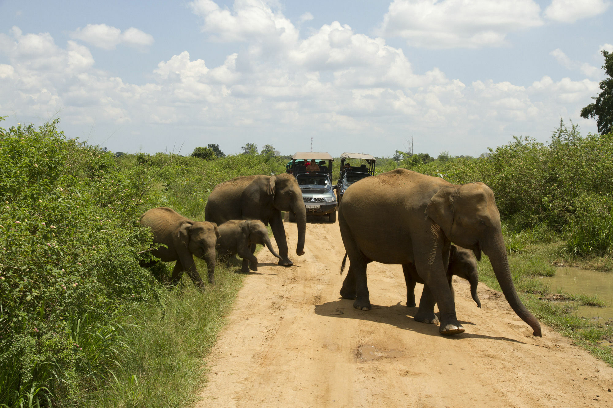 Mahoora Tented Safari Camp Udawalawe Esterno foto