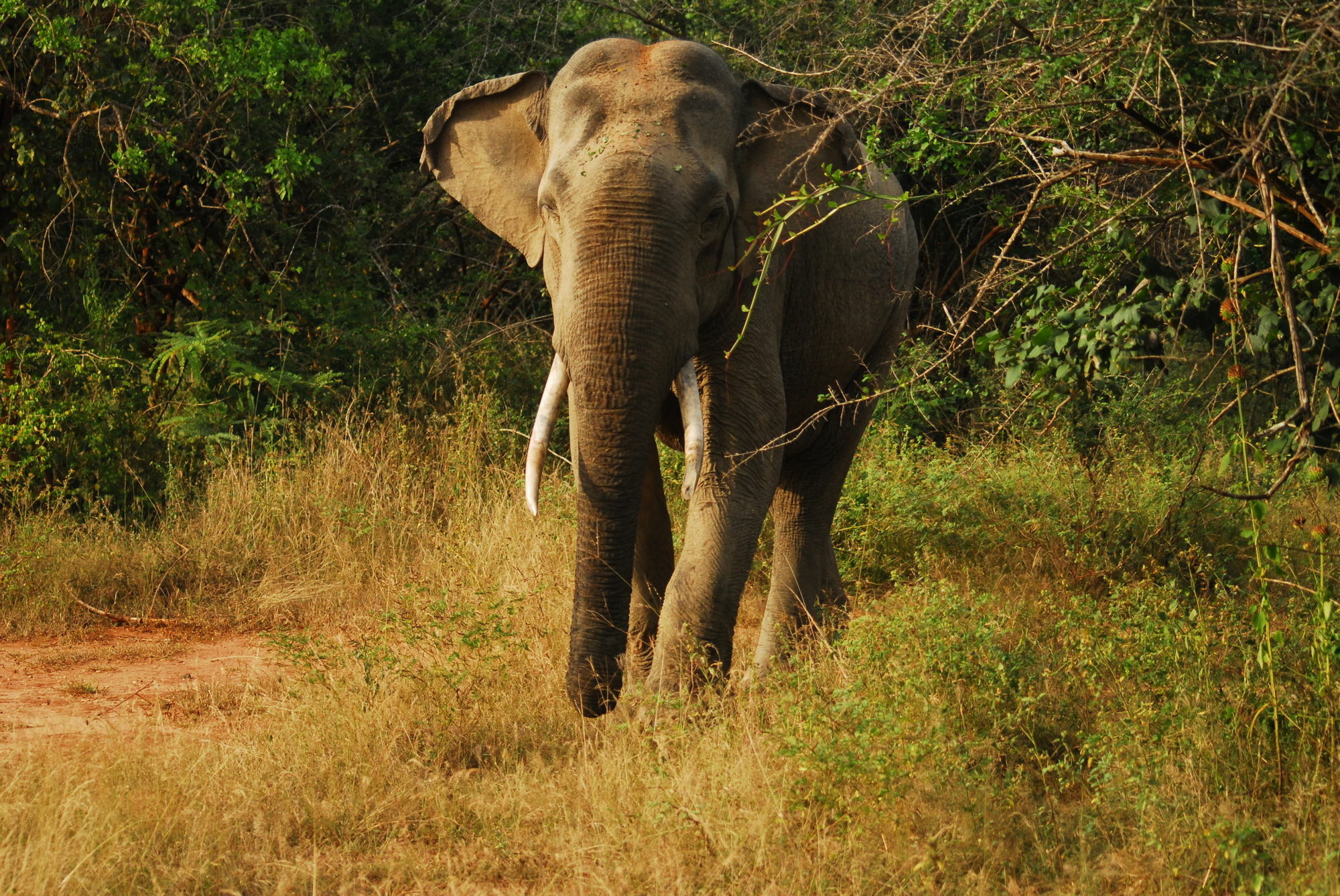 Mahoora Tented Safari Camp Udawalawe Esterno foto