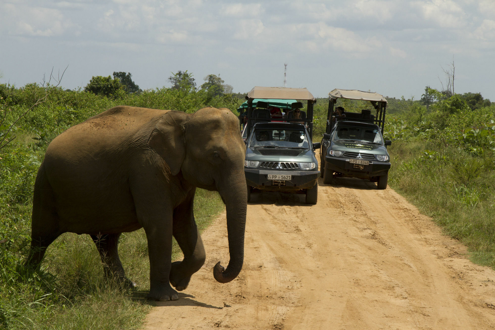 Mahoora Tented Safari Camp Udawalawe Esterno foto